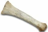 Pleistocene Fossil Llama (Palaeolama) Radius - Florida #265355-2